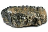 Southern Mammoth Lower M Molar - Hungary #370375-3